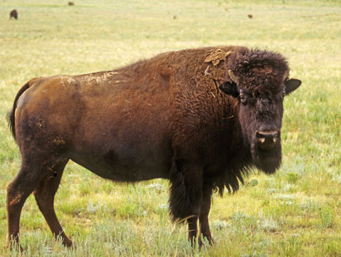 plains bison.jpg